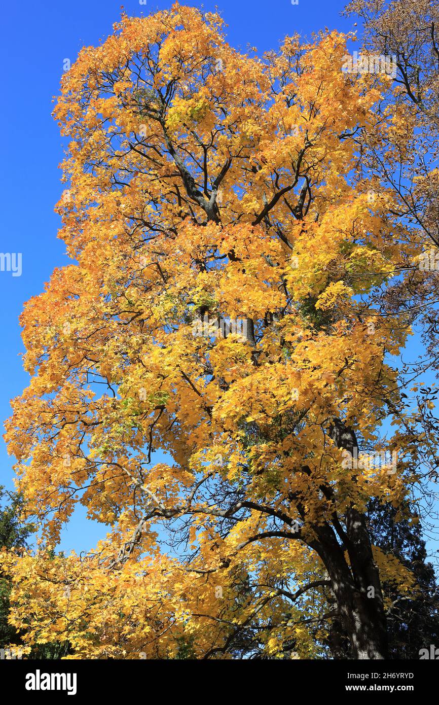 Colori dell'autunno Foto Stock