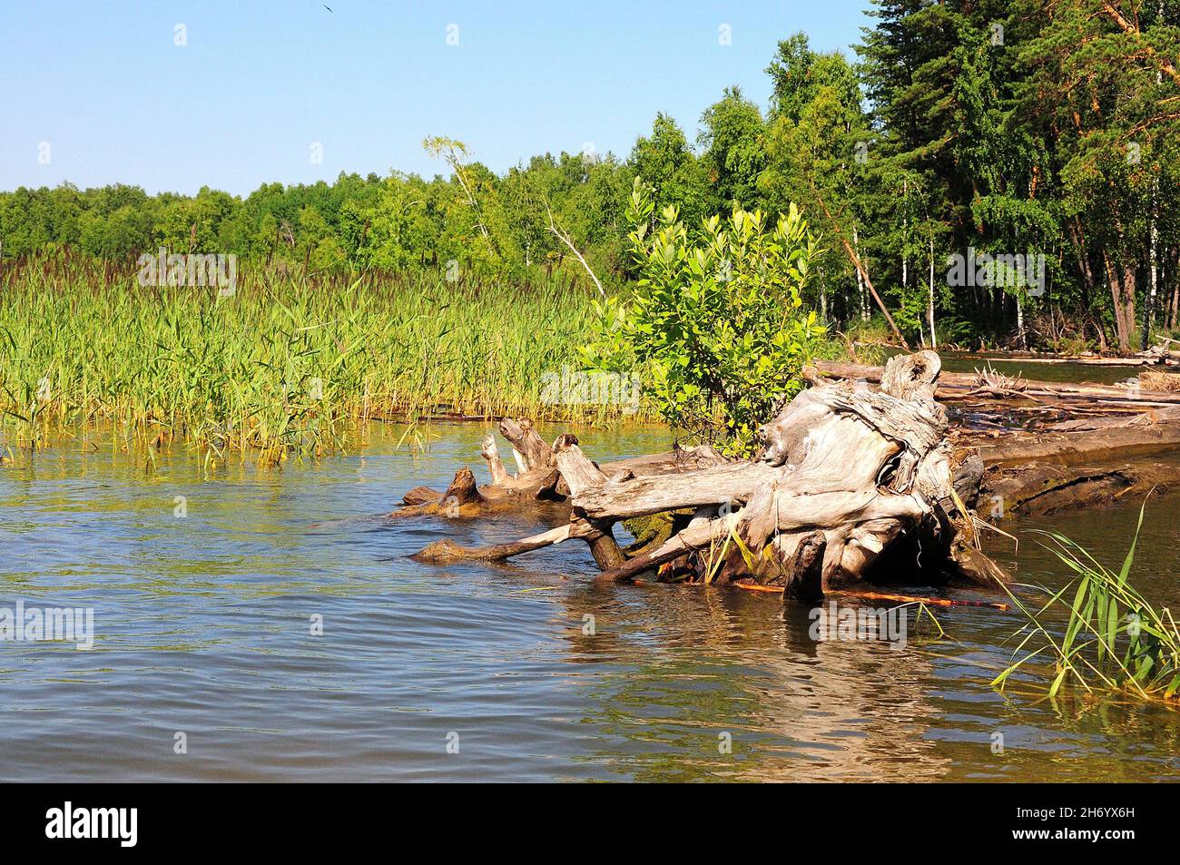 Sulla riva di un lago, in grumi di canne, si trova un tronco sgusciato dalle grandi radici. Novosibirsk Reservoir, Siberia, Russia. Foto Stock