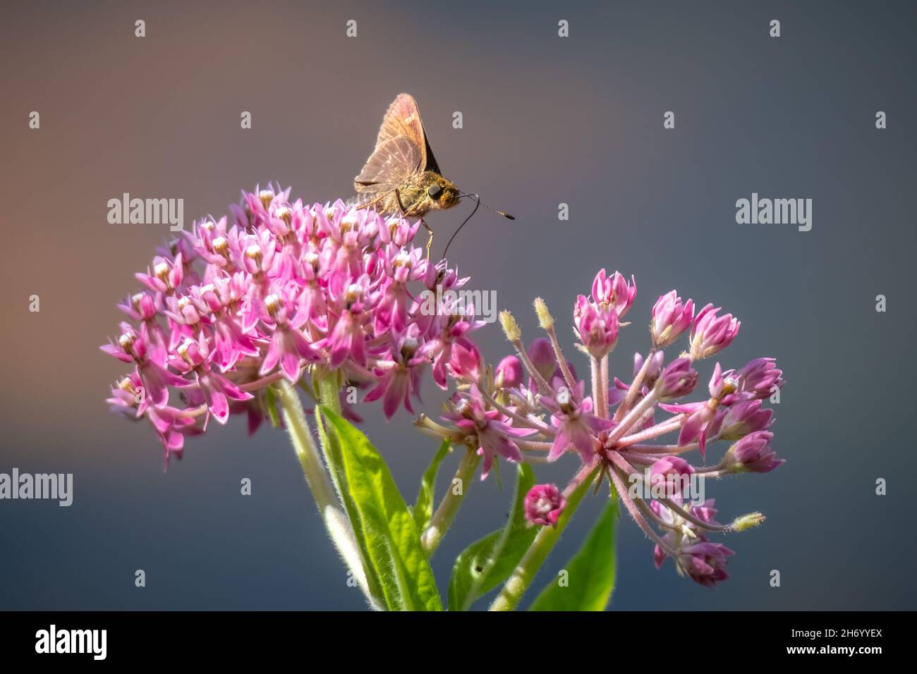 Un piccolo Glassywing (Pompeius verna) prende in parte un nettare da fiori rosa brillante munghie. Foto Stock