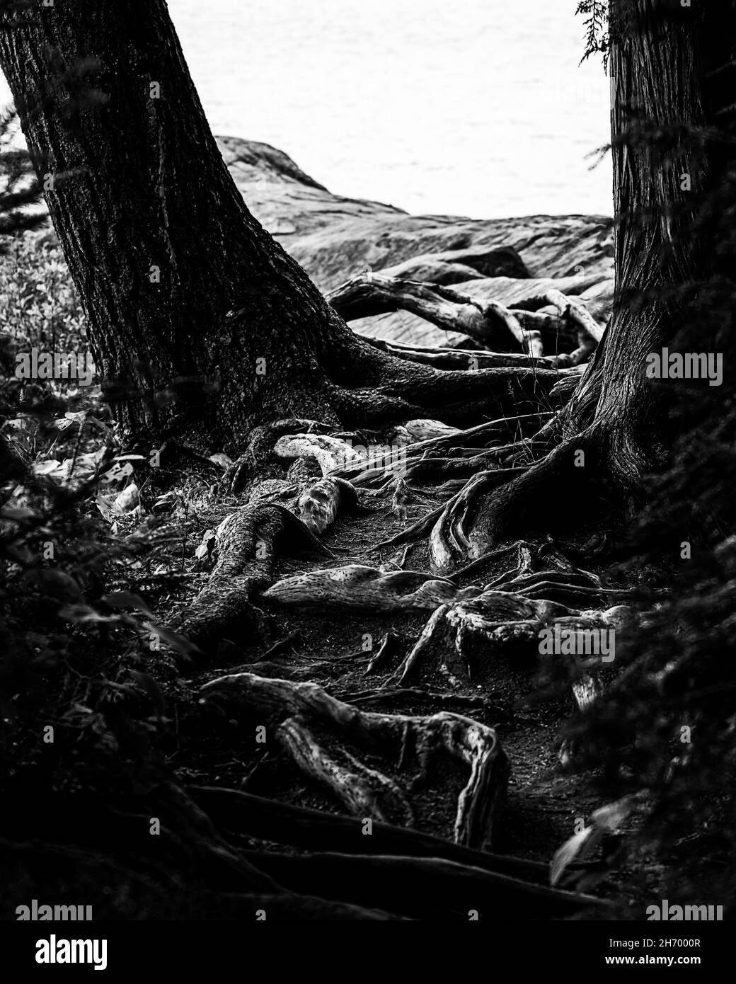 Amo questi 2 alberi e come le radici si intrecciano e come appaiono... sono vecchie... Foto Stock