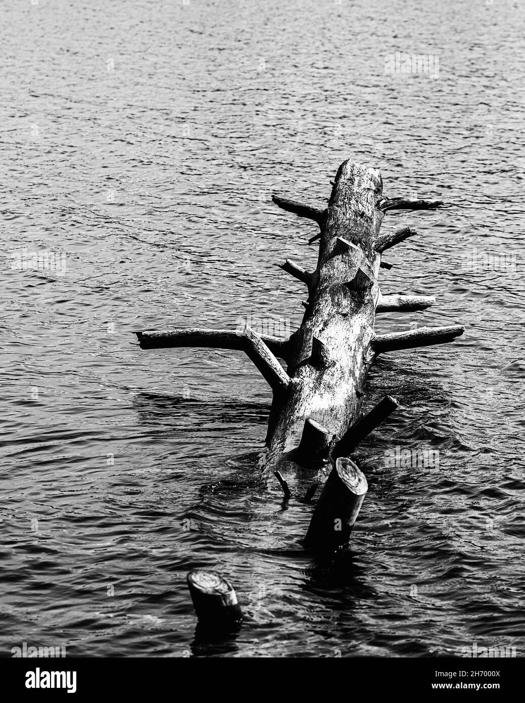 venendo in su per l'aria... amo questo albero e come la relativa seduta là che poking fuori dall'acqua. Foto Stock