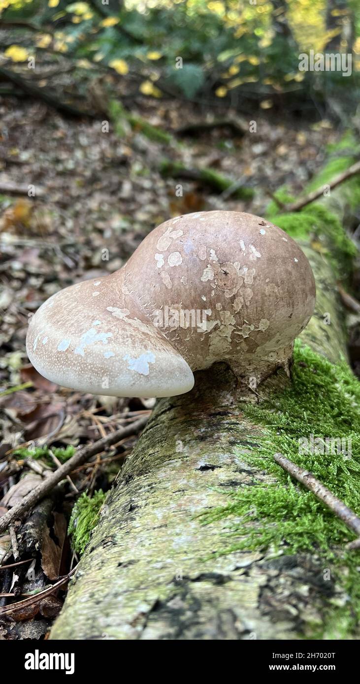 Colpo verticale di un fungo selvatico che cresce su un albero caduto di muschio in una foresta con foglie secche intorno Foto Stock
