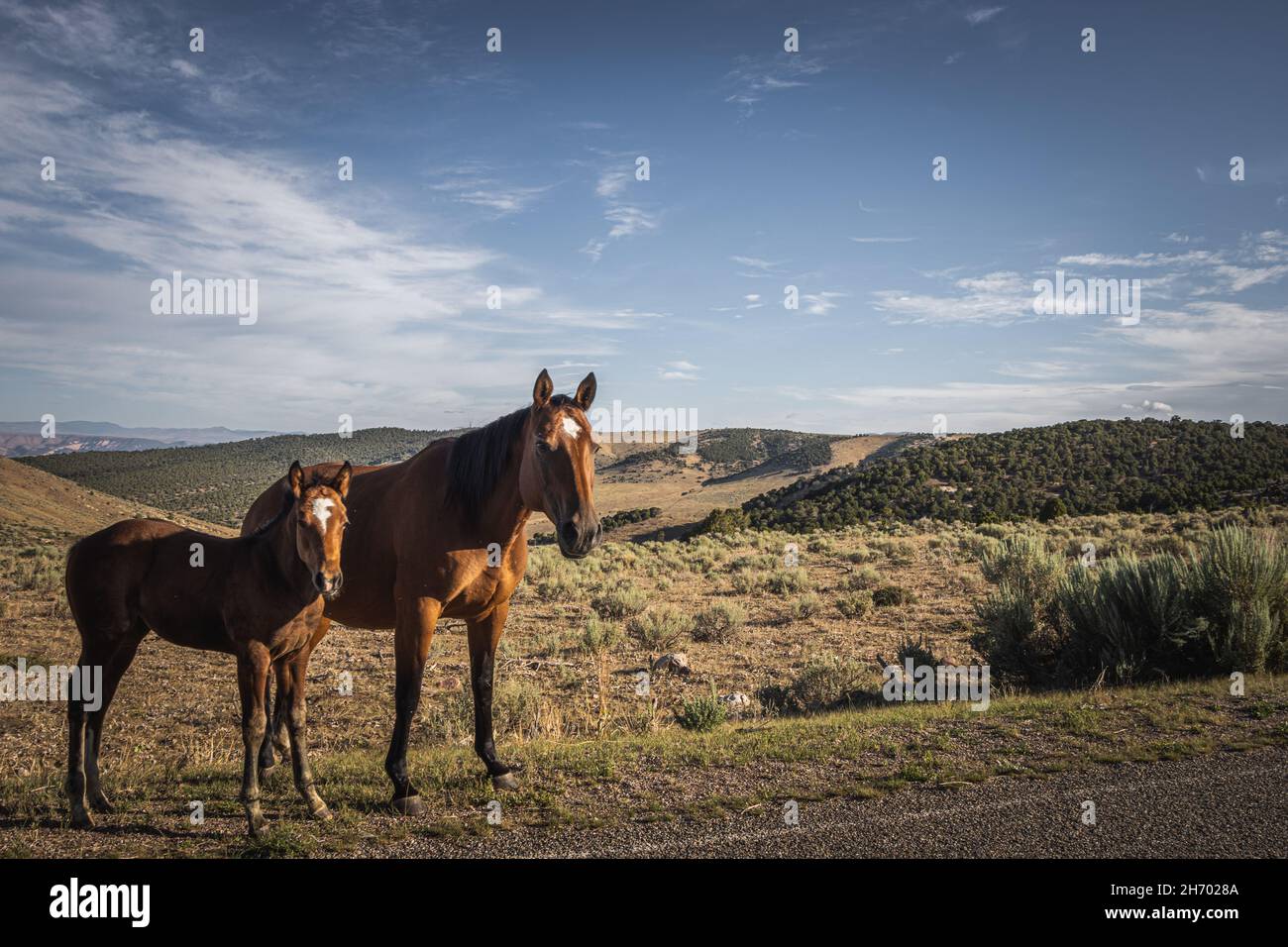 Cavallo con un piccolo foal con macchie bianche sulla testa Foto Stock