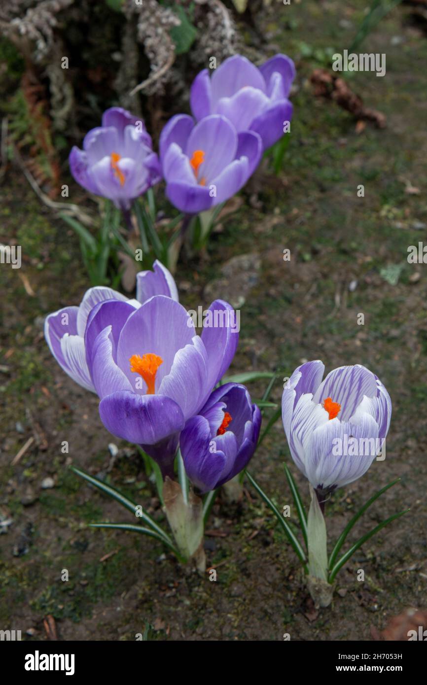 Primo piano di un Crocus viola chiaro fiorito Foto Stock