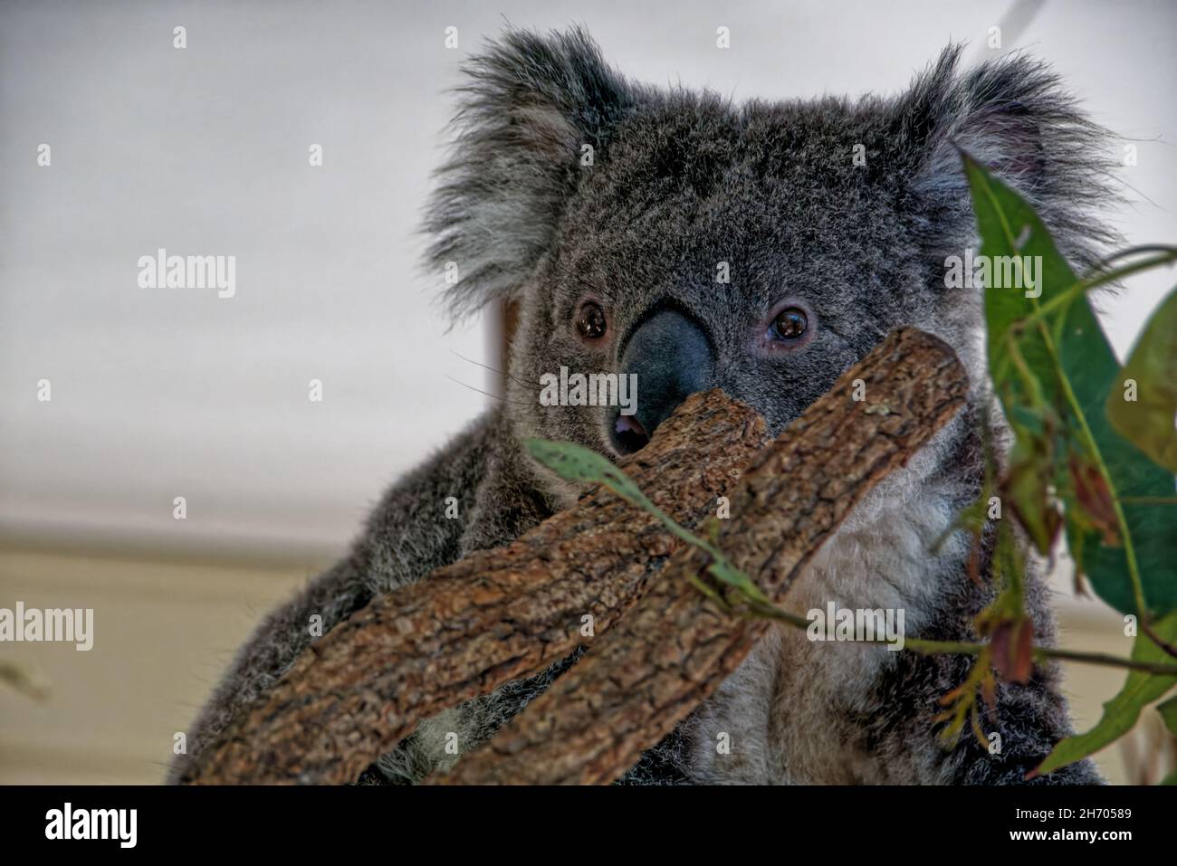 Koala, Lone Pine Koala Sanctuary Foto Stock