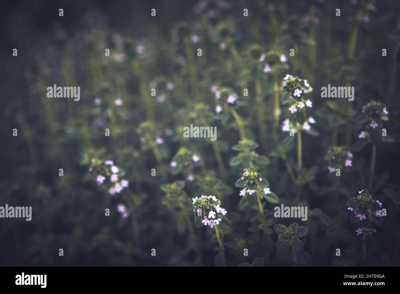 Dolci piante verdi di basilico con fiore che cresce texture Foto Stock