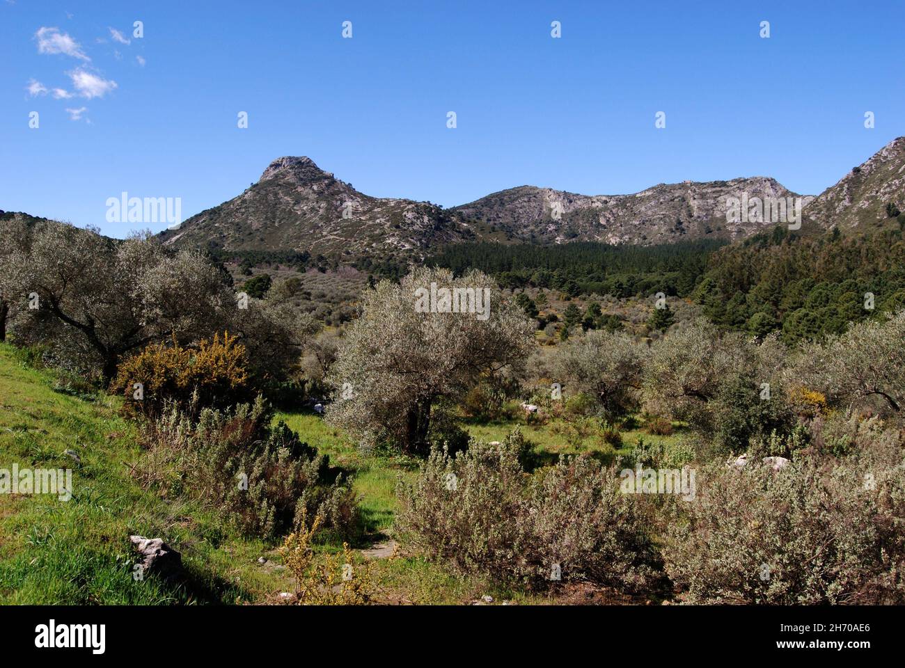 Vista attraverso gli uliveti verso le montagne, Refugio de Juanar, vicino Marbella, Costa del Sol, Provincia di Malaga, Andalucia, Spagna, Europa occidentale Foto Stock