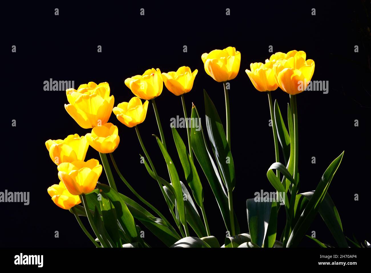 Tulipani gialli in piena fioritura contro uno sfondo nero, England, Regno Unito, Europa. Foto Stock