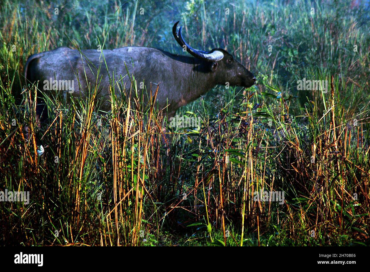 Il Parco Nazionale di Kaziranga è il più antico parco nazionale nel nord-est dello stato indiano di Assam. È stato creato un secolo fa come una riserva forestale dal viceré britannico il signore Curzon, per volere di sua moglie, per proteggere il maggiore One-Horned Rhinoceros. Un sito Patrimonio Mondiale dell'UNESCO ha dichiarato nel 1985 il parco è noto in tutto il mondo per la sua importanza come uno degli ultimi habitat indisturbato del grande One-Horned indiano di rinoceronti. Il prezzo di un corno di rinoceronte varia da 20.000 a 35.000 dollari nel mercato internazionale. Oggi il parco nelle case di molti animali in pericolo, compresi i rinoceronti, tigri, elefante Foto Stock