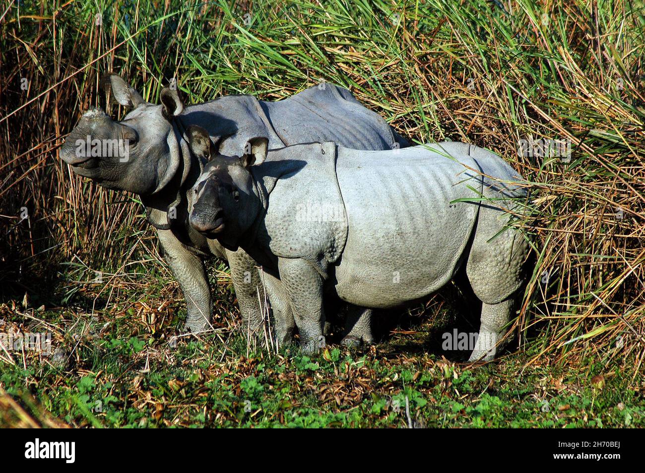 Il Parco Nazionale di Kaziranga è il più antico parco nazionale nel nord-est dello stato indiano di Assam. È stato creato un secolo fa come una riserva forestale dal viceré britannico il signore Curzon, per volere di sua moglie, per proteggere il maggiore One-Horned Rhinoceros. Un sito Patrimonio Mondiale dell'UNESCO ha dichiarato nel 1985 il parco è noto in tutto il mondo per la sua importanza come uno degli ultimi habitat indisturbato del grande One-Horned indiano di rinoceronti. Il prezzo di un corno di rinoceronte varia da 20.000 a 35.000 dollari nel mercato internazionale. Oggi il parco nelle case di molti animali in pericolo, compresi i rinoceronti, tigri, elefante Foto Stock
