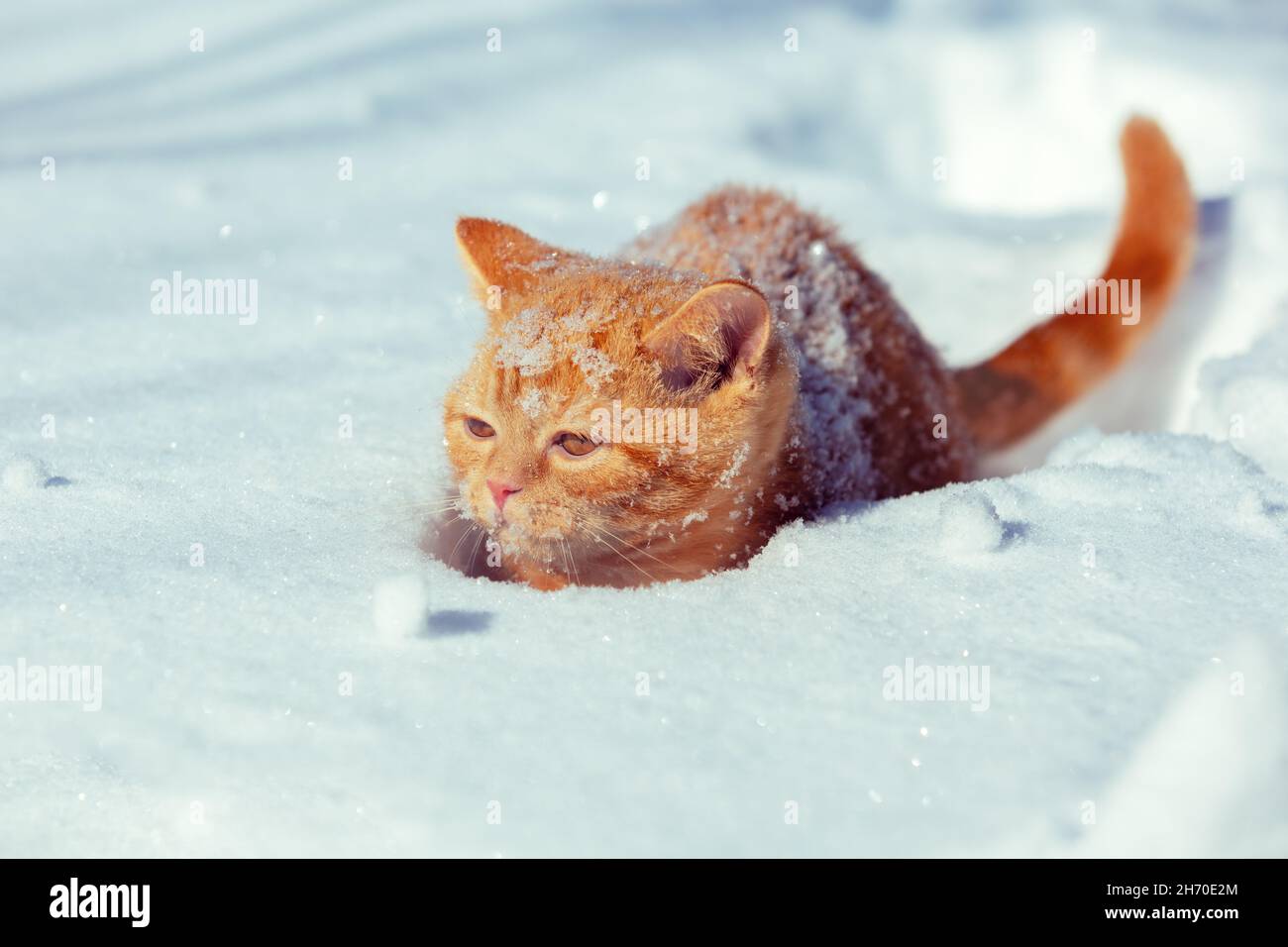Piccolo gattino zenzero si siede in neve profonda in inverno Foto Stock