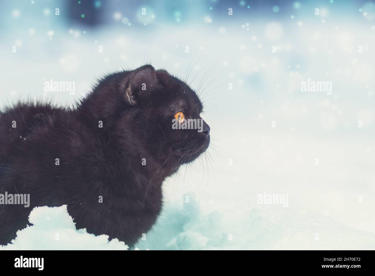 Gattino bruno inglese shorthair seduto all'aperto in inverno. Il gatto si siede nella neve profonda a bizzard Foto Stock