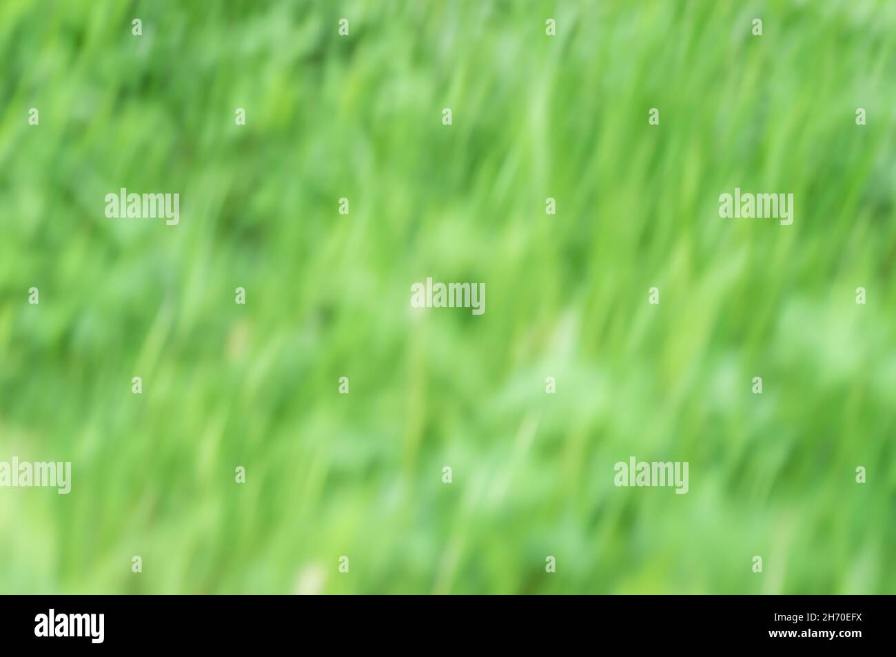 Sfondo naturale verdolino sfocato - colori pastello della prossima stagione primaverile Foto Stock