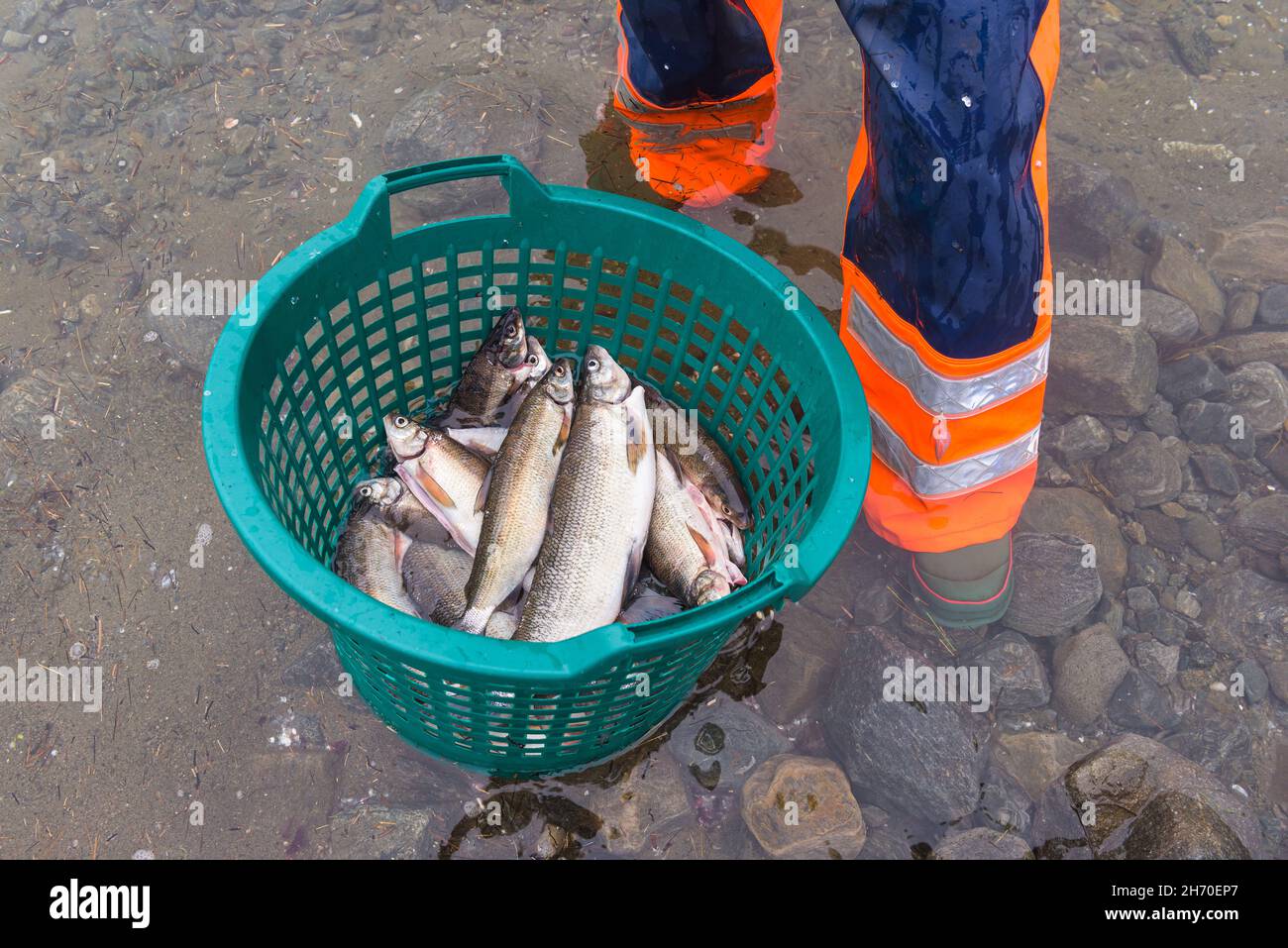 Pesce fresco pescato nel cestino Foto Stock