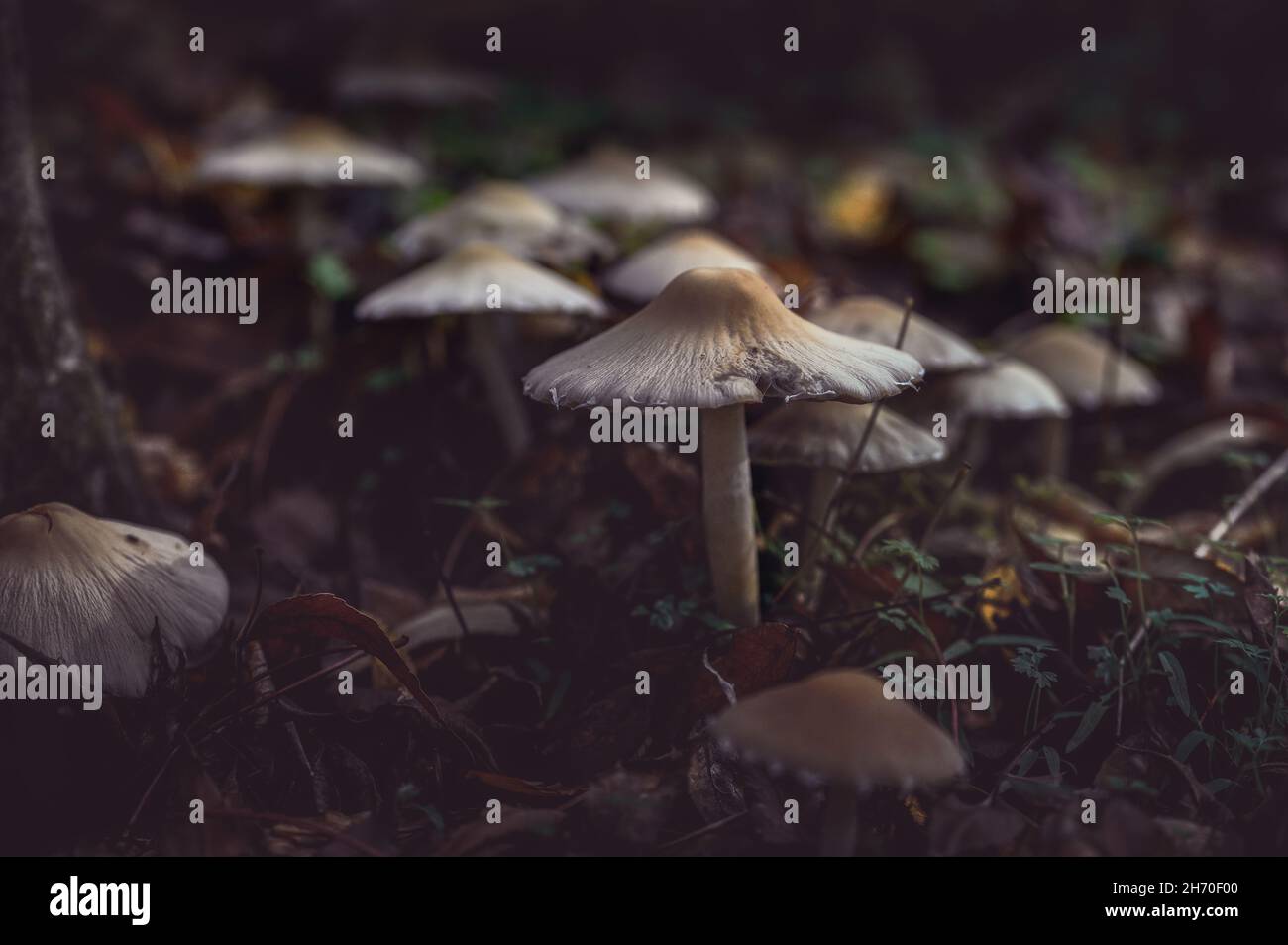 Una colonia di funghi cresce nella foresta. Sfondo scuro con vista ravvicinata. Foto Stock