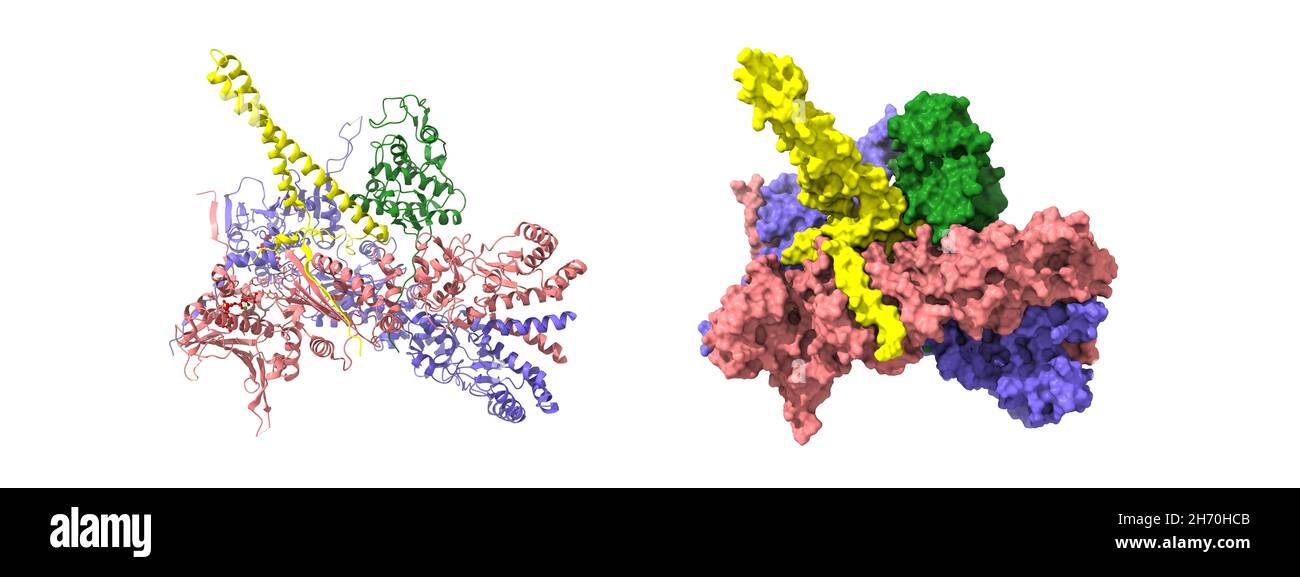 Complesso di chinasi 4 (verde) co-chaperone Cdc37 (giallo)-ciclina-dipendente della proteina 90 da shock termico (rosa-blu)-HSP90. Modelli 3D, PDB 5fwk Foto Stock