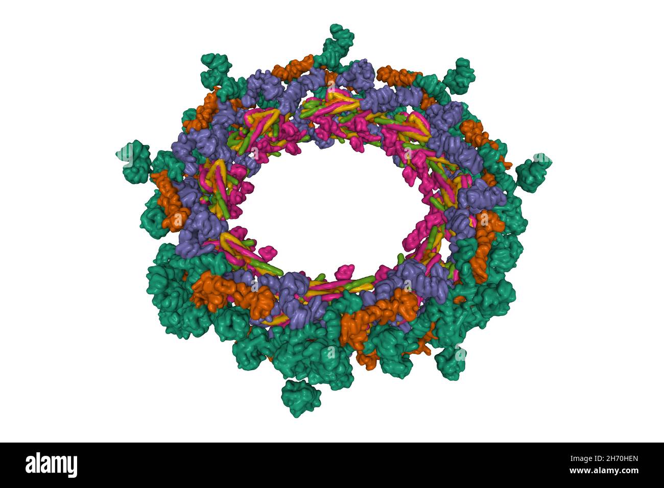 Struttura composita dell'anello interno del complesso dei pori nucleari umani (32 copie di Nup205). Modello di superficie gaussiana 3D, PDB 5ijn Foto Stock