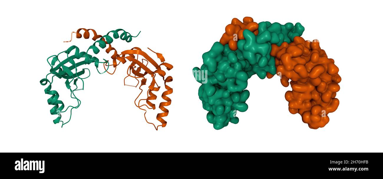Struttura cristallina di endonucleasi PvuII, cartoni animati 3D e modelli di superficie gaussiani, schema colore a catena id, PDB 1pvu, sfondo bianco Foto Stock