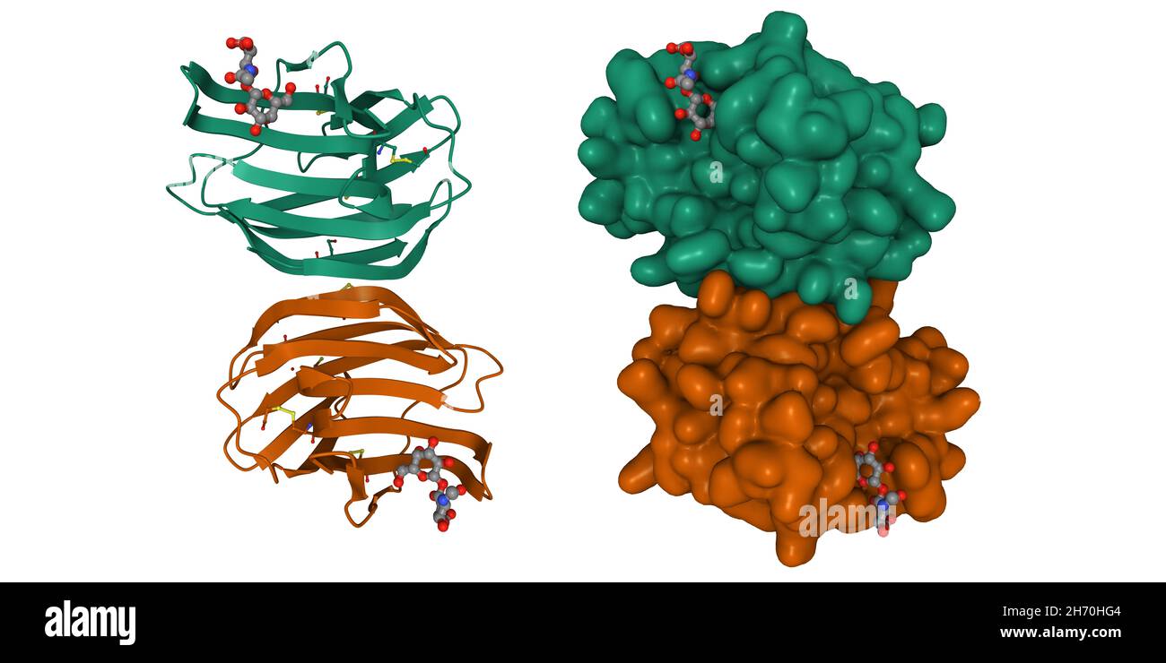 Struttura cristallina della galectina-1 umana in complesso con N-acetilattosamina di tipo 1. Modello di superficie 3D cartoon e gaussiana, PDB 4xbl Foto Stock