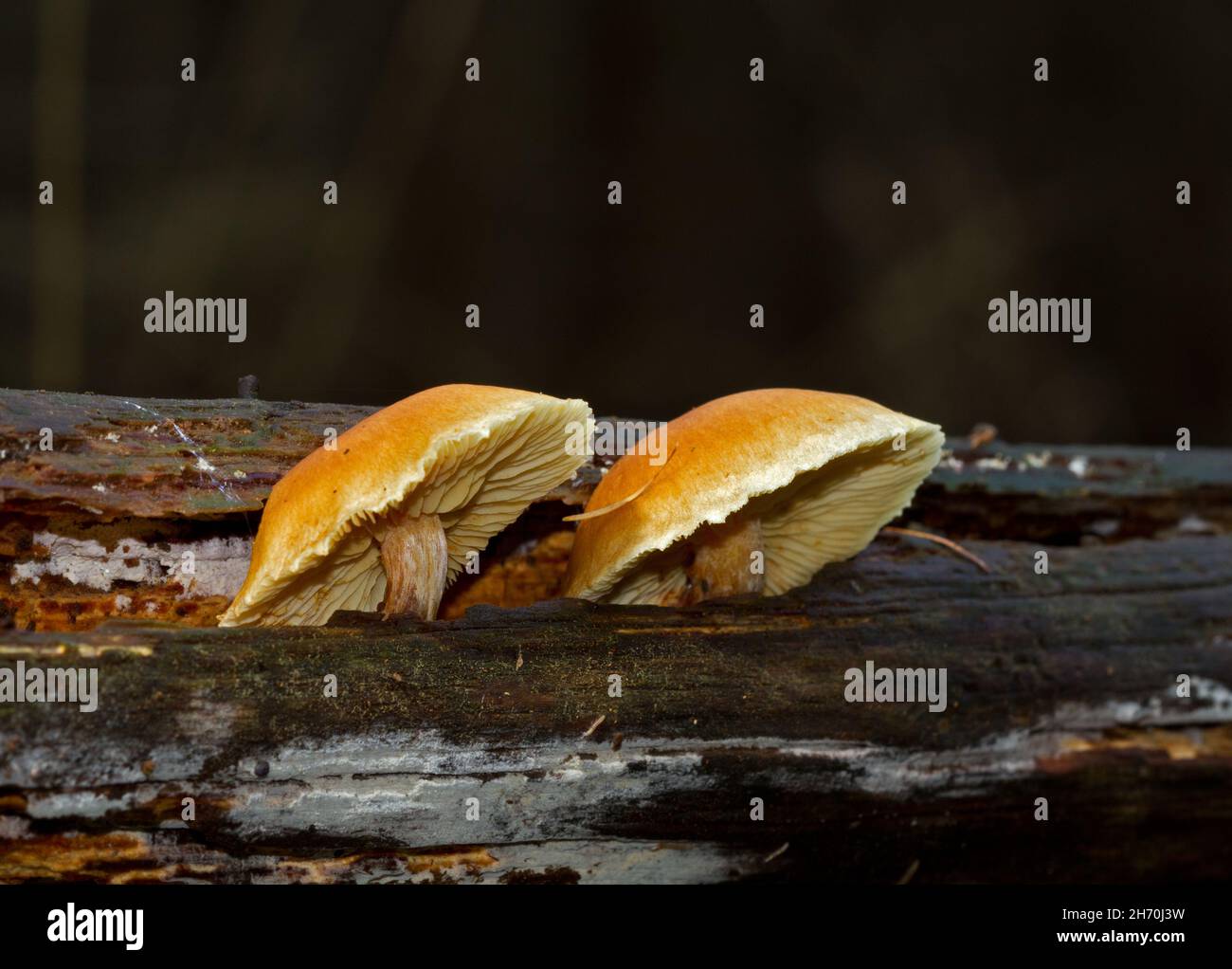 Due funghi Rustgill scottanti che crescono su legno marcio Foto Stock