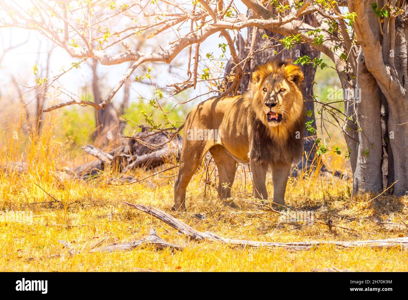 Leone maschio adulto in savana africana Foto Stock