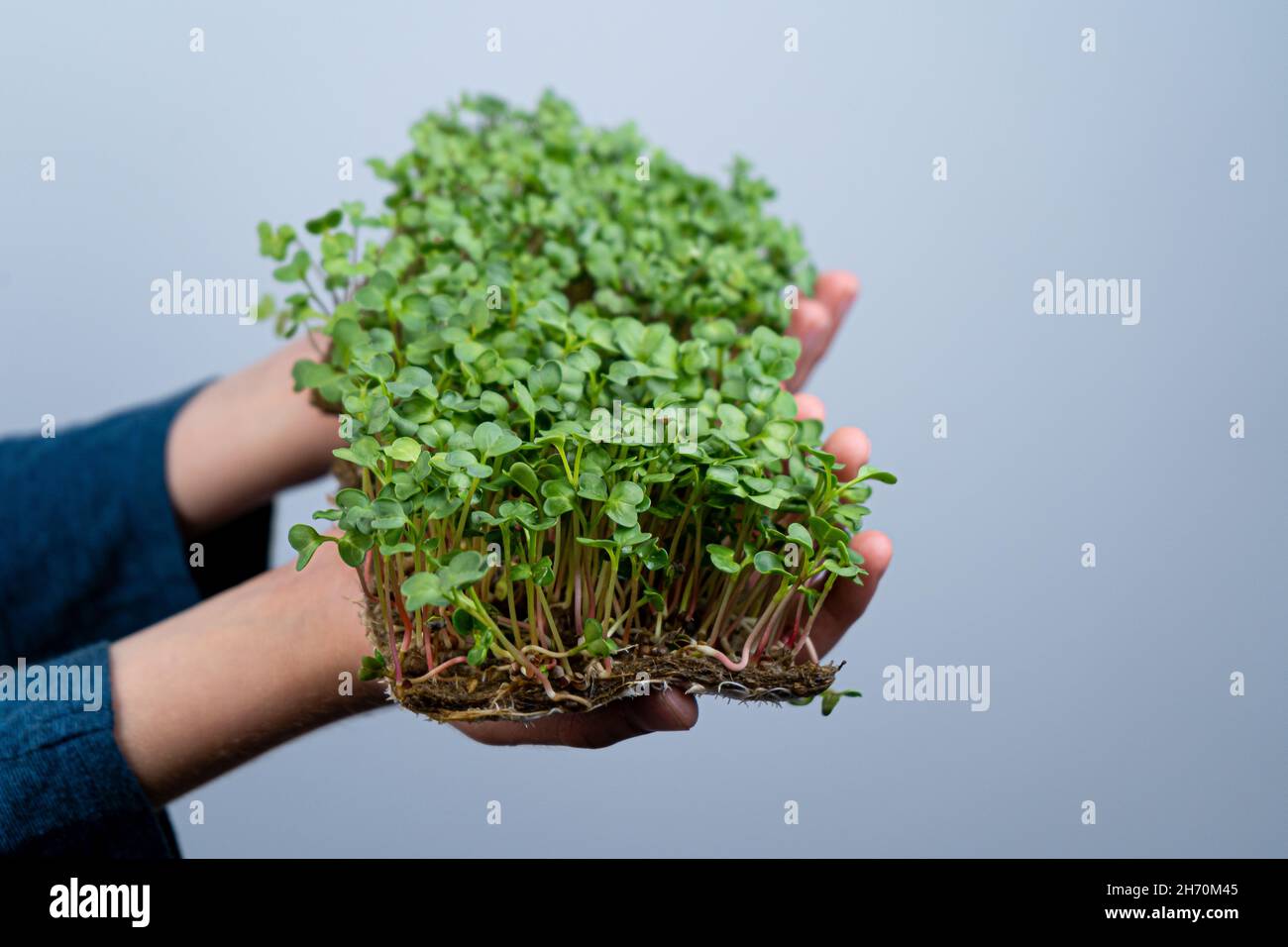 Tenere il micro verde a portata di mano. Germinazione di semi su stuoie di lino. Germogli di lattuga e altri verdi. Cibo vitaminico sano. Crescere a casa. Hobby e giardinaggio urbano. Microgreen per alimenti. Foto Stock