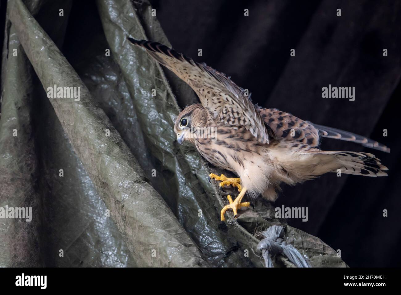 Comune Kestrel (Falco tinnunculus). Un giovane uccello che è appena fuggito sta arrampicandosi intorno su un telone in un fienile. Germania Foto Stock