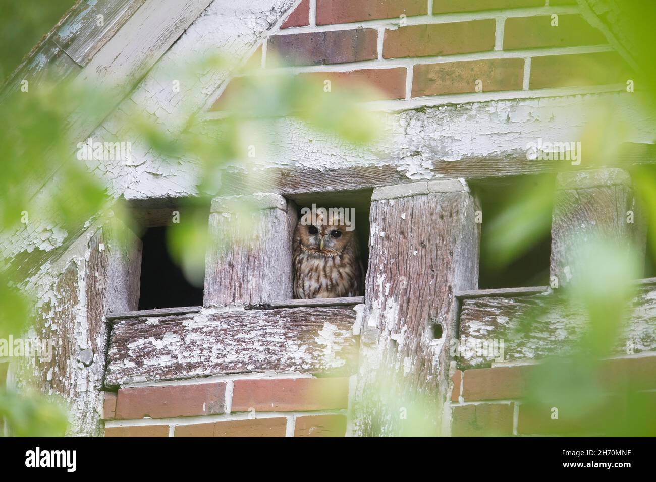 Tawny Owl (Strix aluco) si affaccia su un tetto apribile, Schleswig-Holstein, Germania Foto Stock