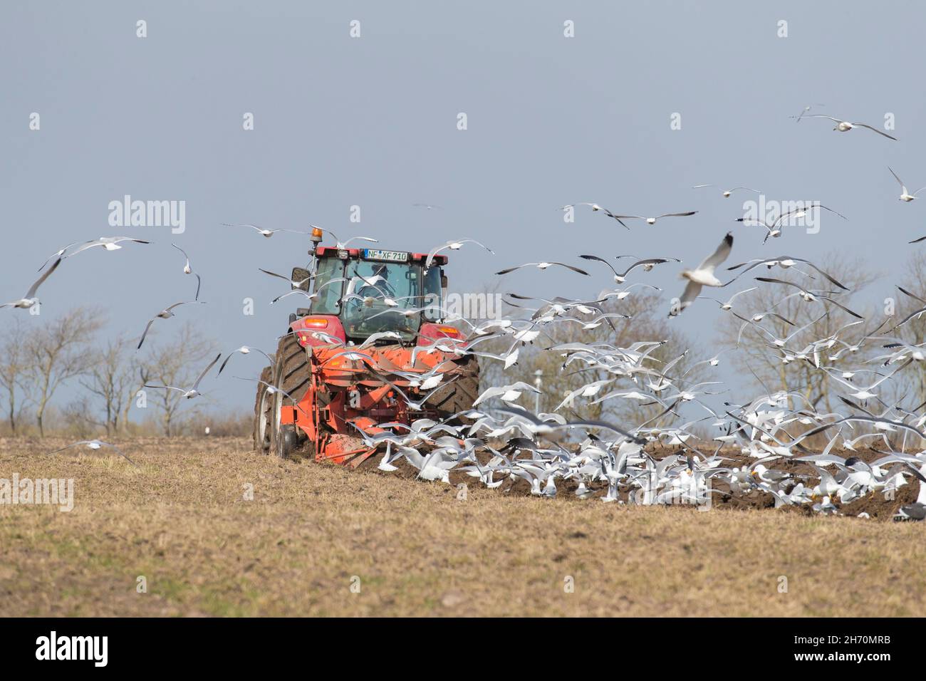 Gabbiani (Larus sp.) successivi all'aratura di un campo da parte del trattore. Germania Foto Stock