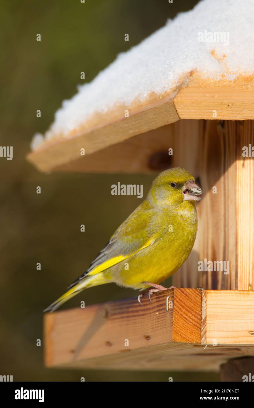 Finch verde (Carduelis chloris) in un alimentatore di uccelli in inverno. Germania Foto Stock
