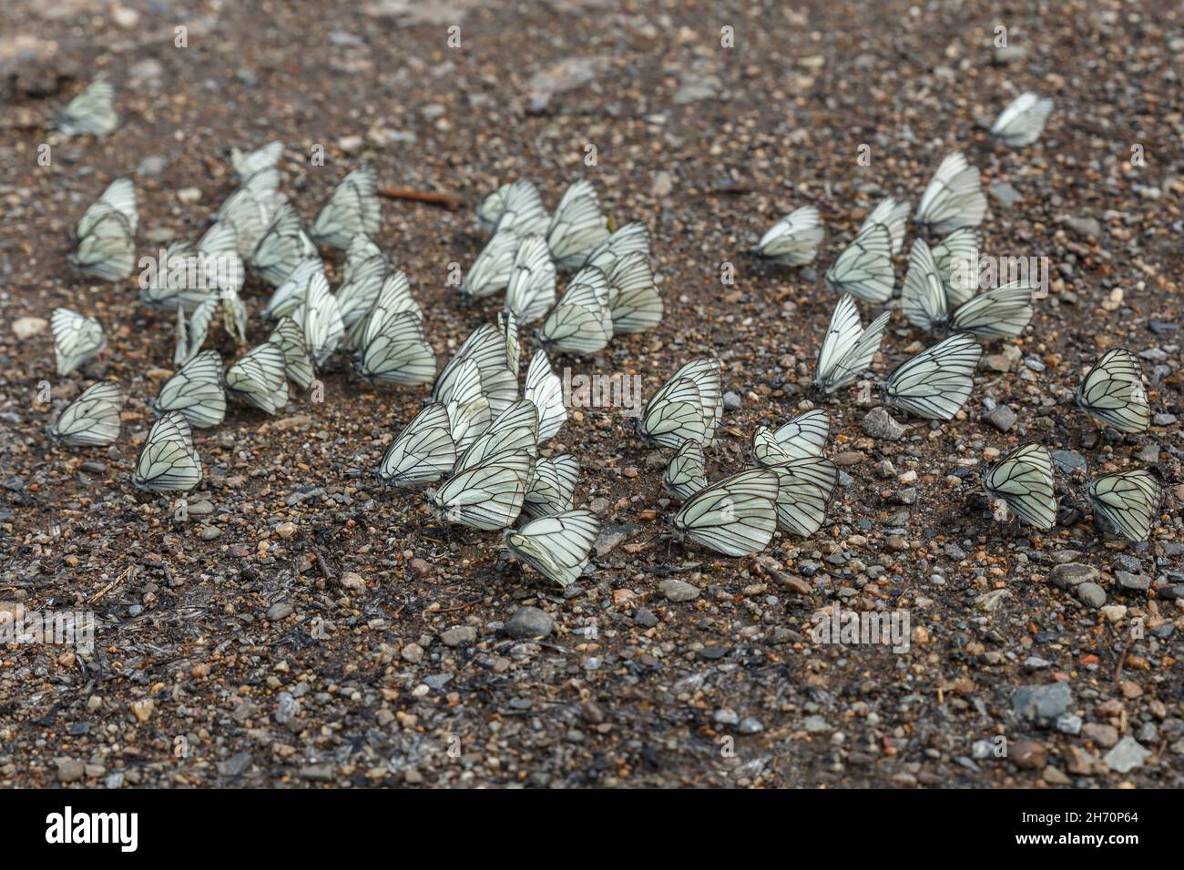 Aporia crataegi. Farfalle bianche con venature nere a terra. Foto Stock