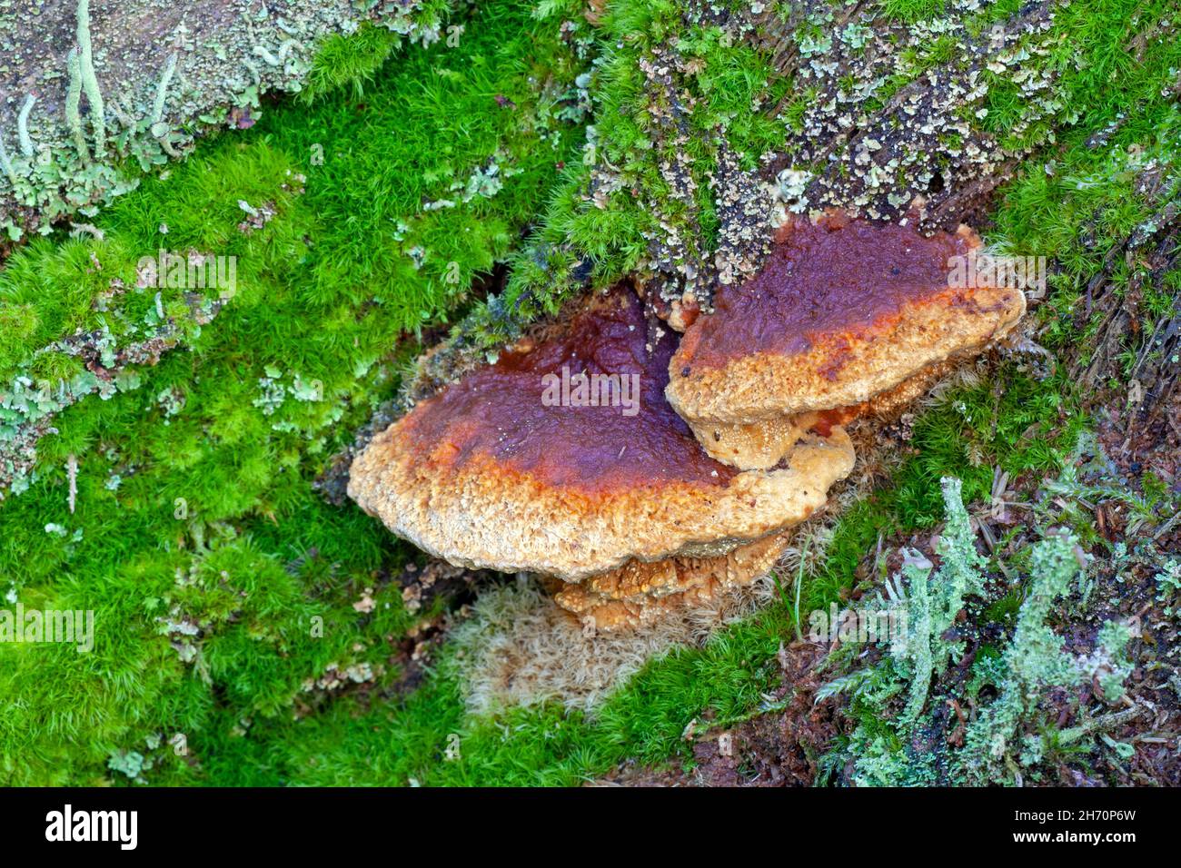 Mazegill anice (Osmo odoratus) tra muschi su tronco di abete rosso / Osmo odoratus - Gloeophyllum odoratum Foto Stock