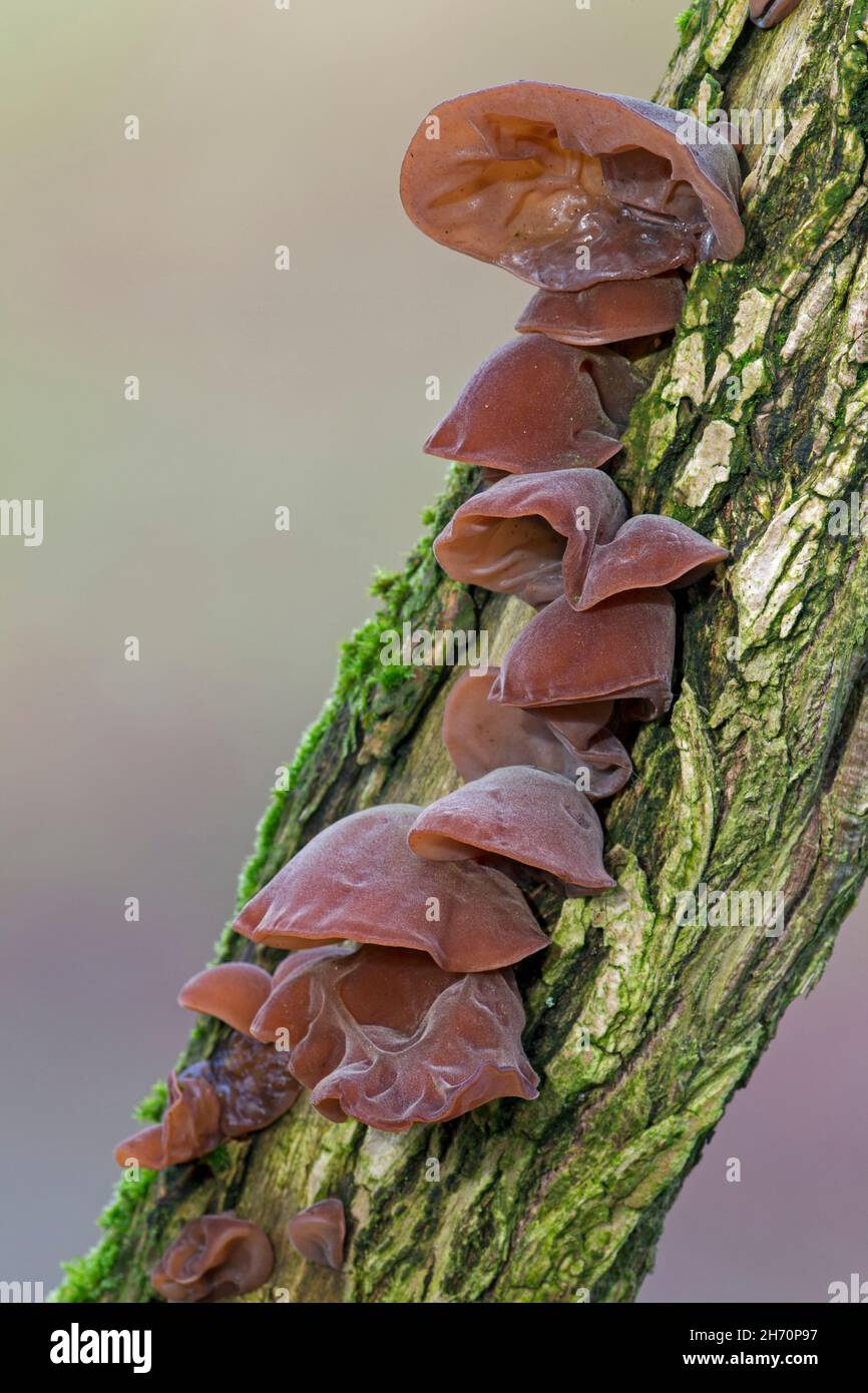 Orecchio di legno nero (Auricularia auricula-judae, Auricularia politricha) su un tronco anziano. Germania Foto Stock