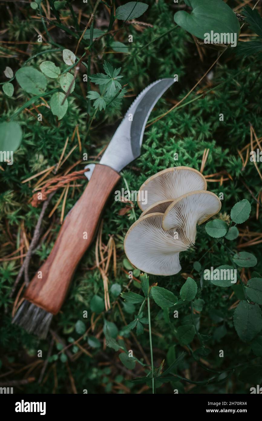 Coltello e funghi Foto Stock