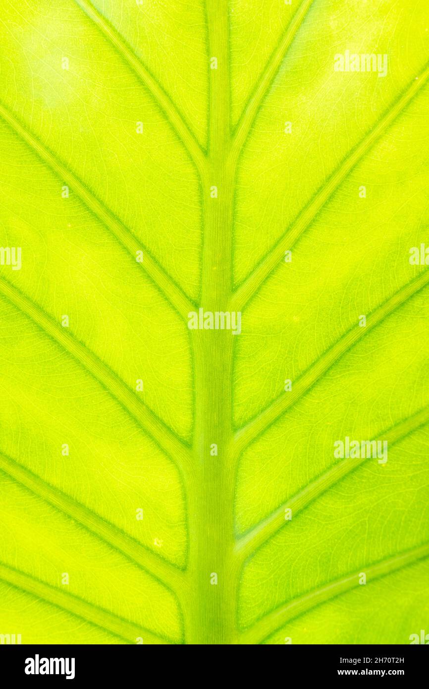 Vista ravvicinata di una foglia verde che forma uno sfondo naturale. L'Alocasia è un genere di origine tropicale e subtropicale dell'Asia. Foto Stock