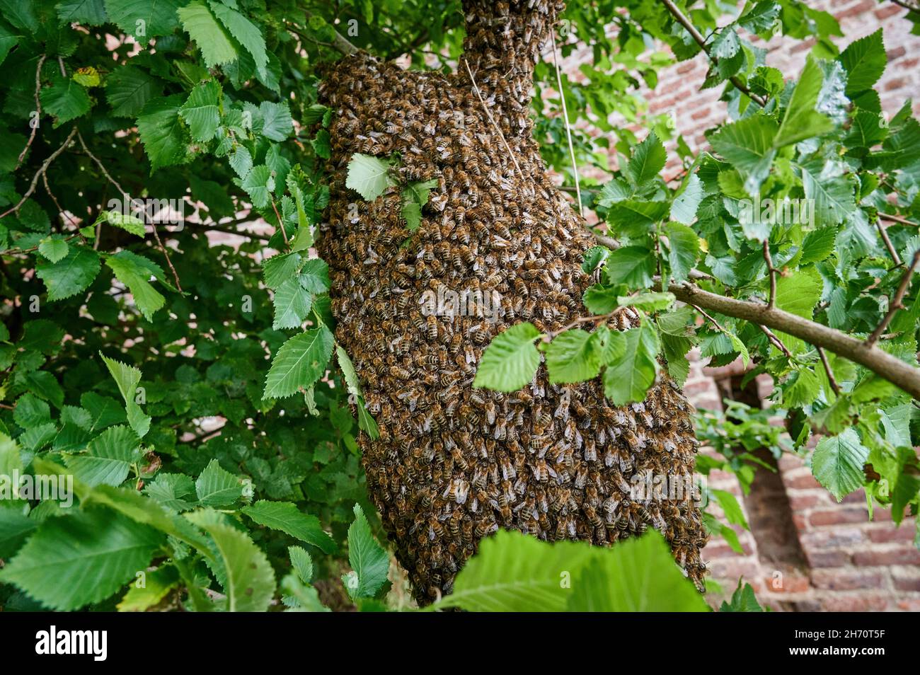 Miele ape, Western Honey Bee (Apis mellifera, Apis mellifera). Ape sciame su un ramo di un albero. Germania Foto Stock