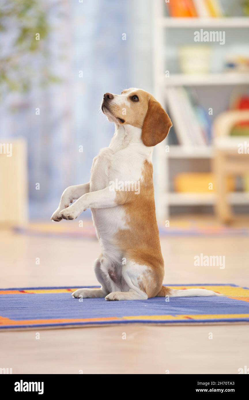 Beagle. Un cane adulto in soggiorno, seduto in posizione verticale su un tappeto. Germania Foto Stock