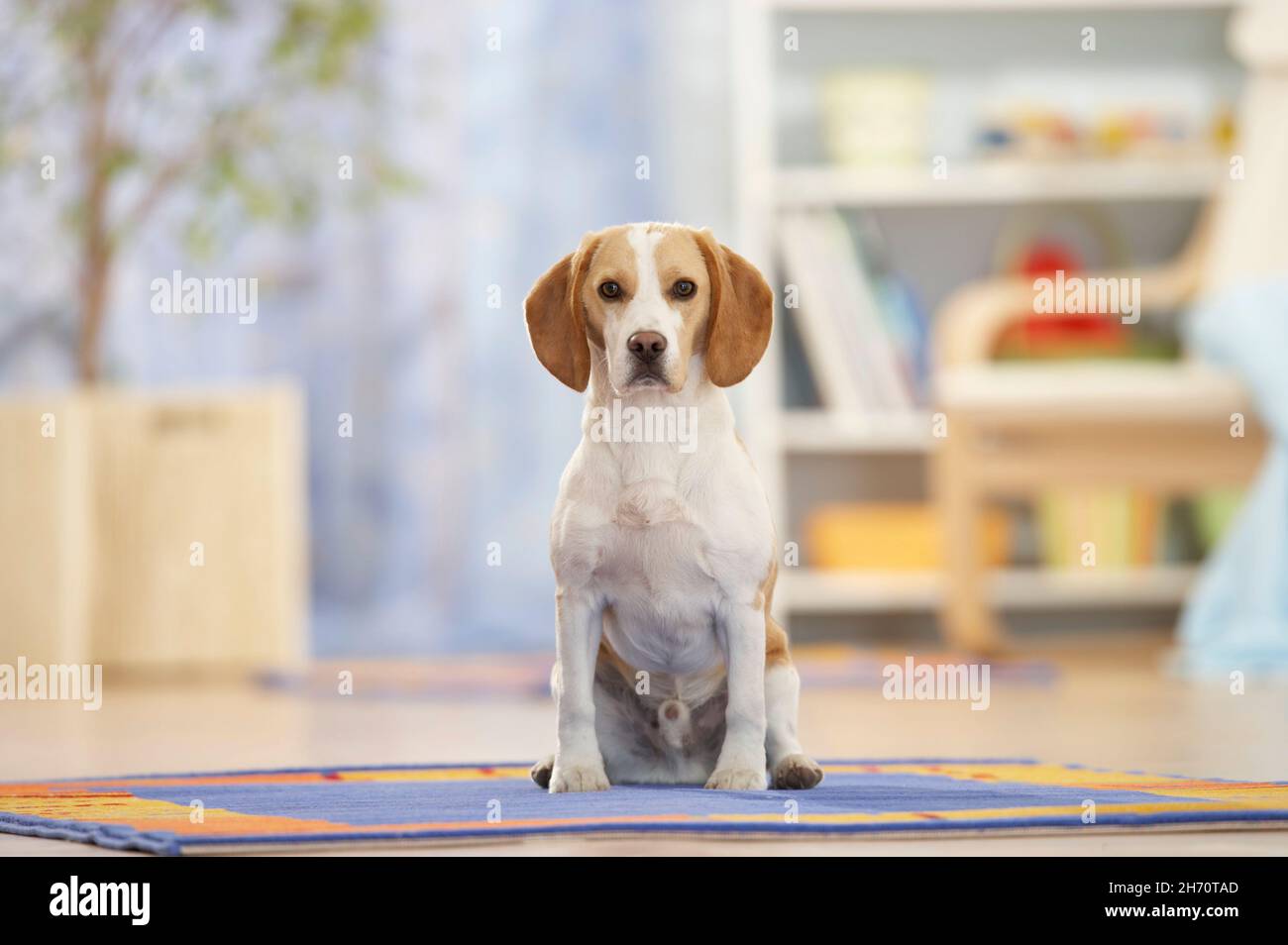 Beagle. Un cane adulto in soggiorno, seduto su un tappeto. Germania Foto Stock