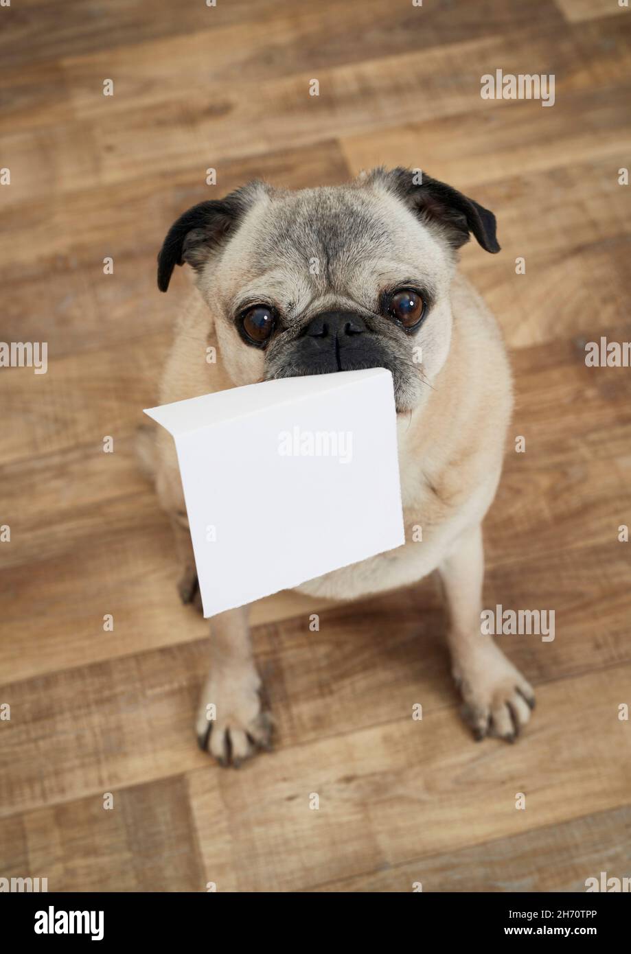 Seduta pug con un pezzo di carta nel suo muso Foto Stock