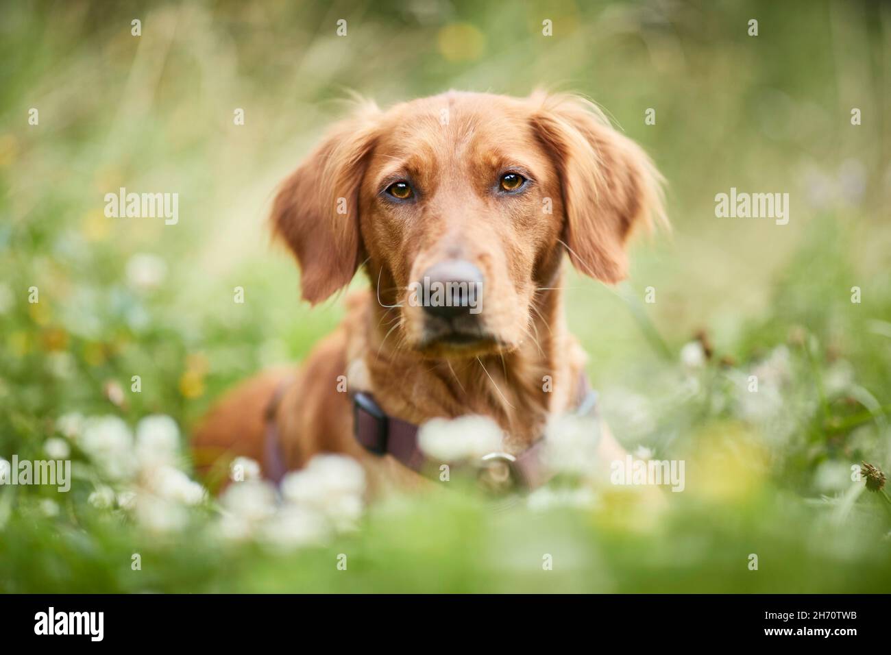 Golden Retriever. Ritratto di cane adulto, sdraiato in un prato. Germania. Foto Stock