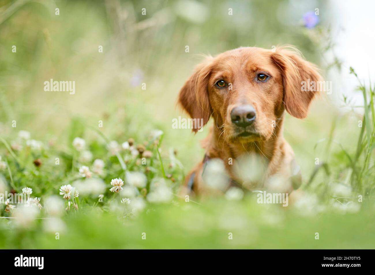 Golden Retriever. Ritratto di cane adulto, sdraiato in un prato. Germania. Foto Stock