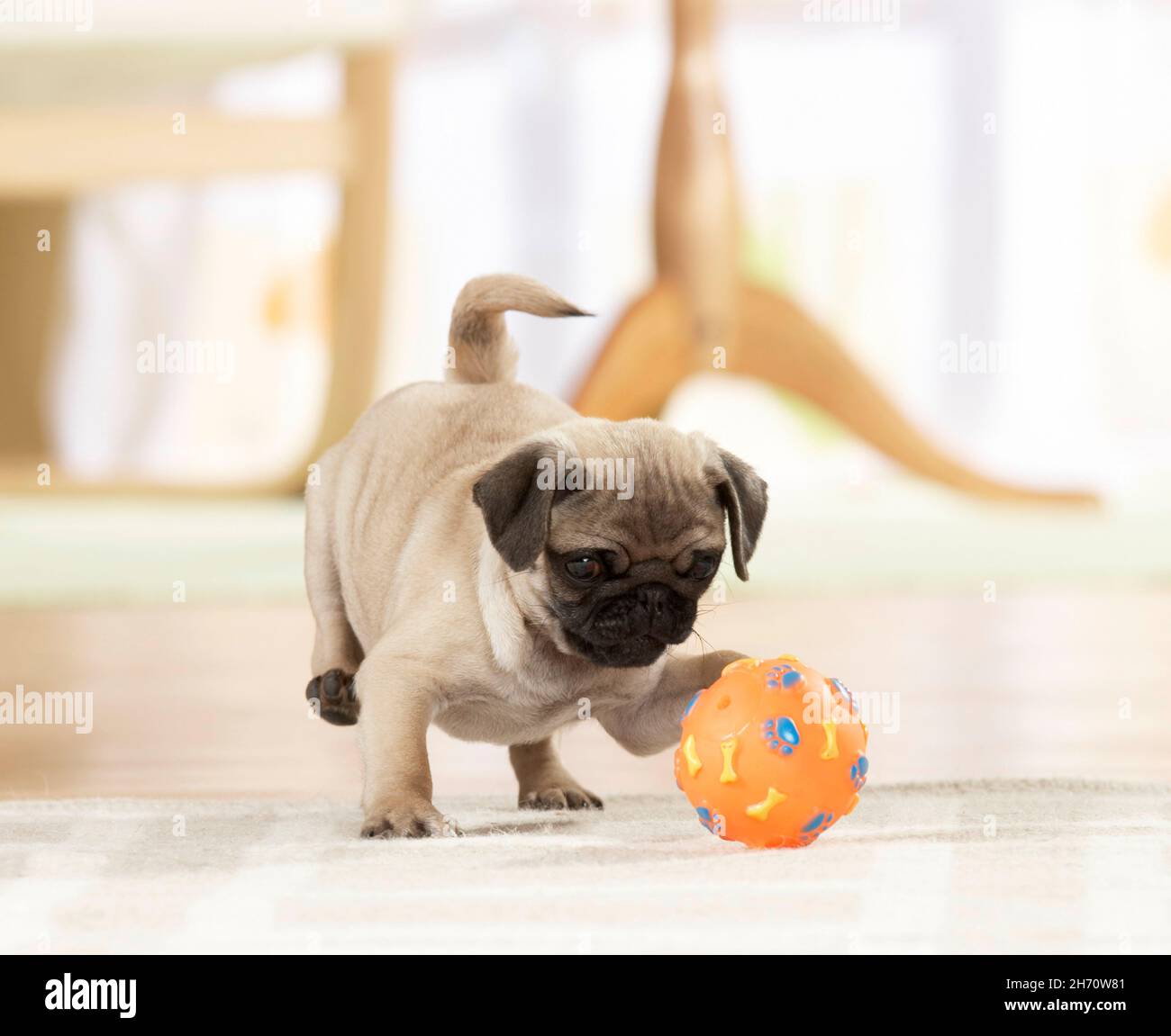 PUG. Cucciolo che gioca con una palla. Germania Foto Stock