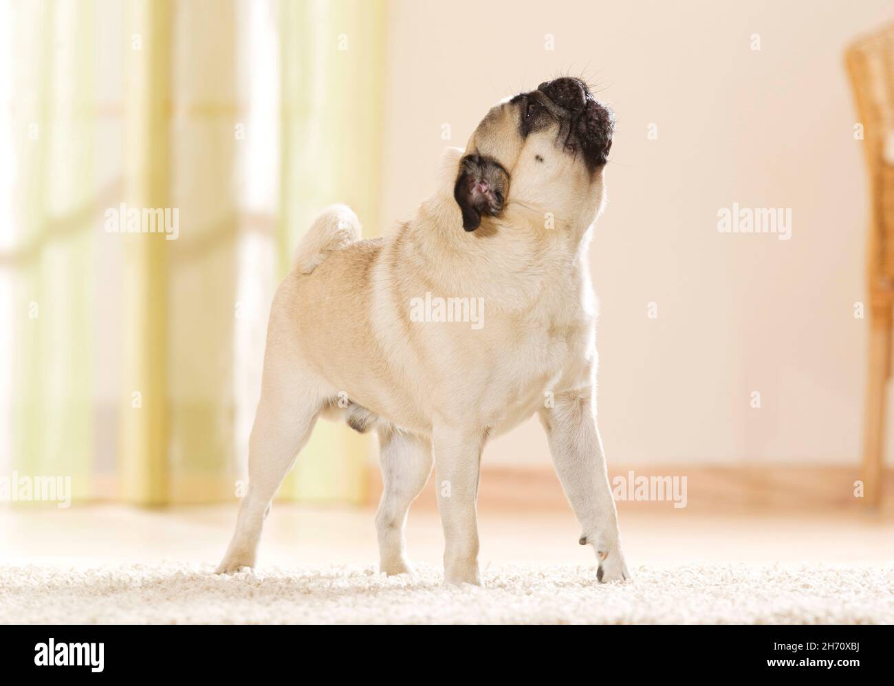 PUG. Cane adulto in piedi su un tappeto e chiazzi. Germania Foto Stock