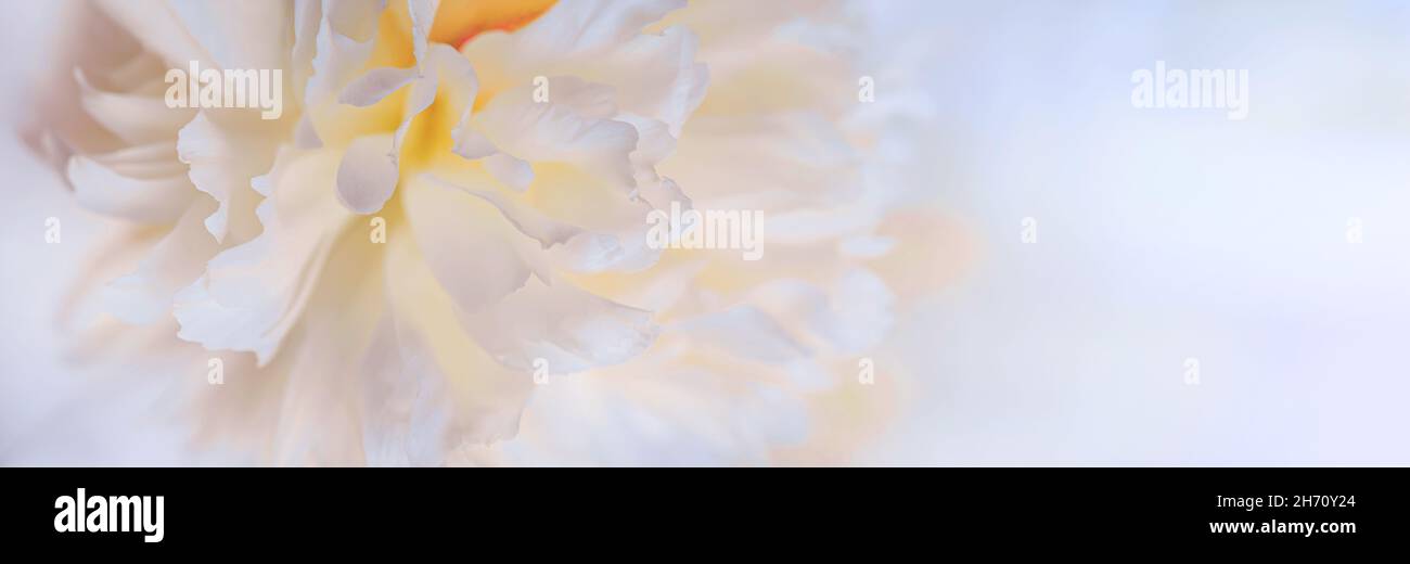 Аbstract sfondo romantico con delicati fiori bianchi di peonie, fuoco selettivo, primo piano. Banner romantico con spazio di copia gratuito per il testo Foto Stock