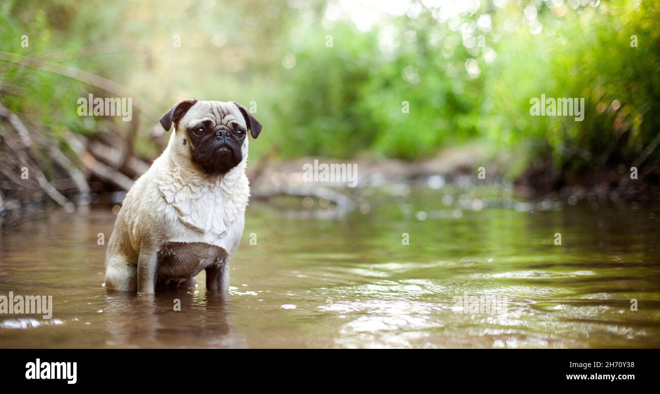 PUG. Cane adulto seduto in un fiume. Germania Foto Stock