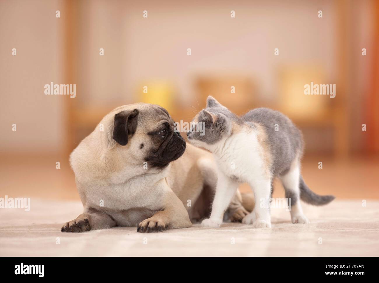 British Shortair. Pug adulto e cucciolo sniffing a vicenda. Germania Foto Stock