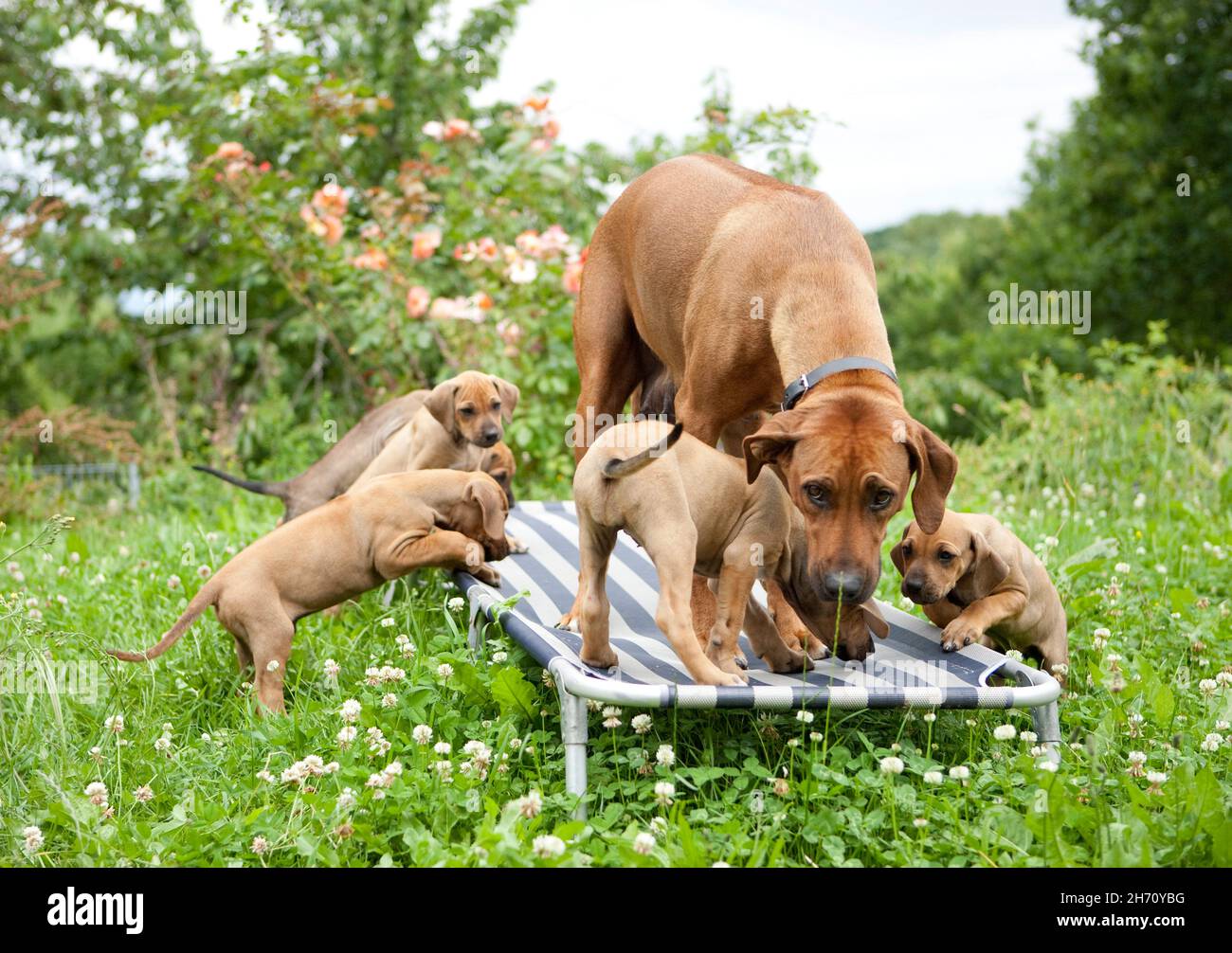 Rhodesian Ridgeback. Madre e cuccioli esplorare un lettino da giardino. Germania Foto Stock