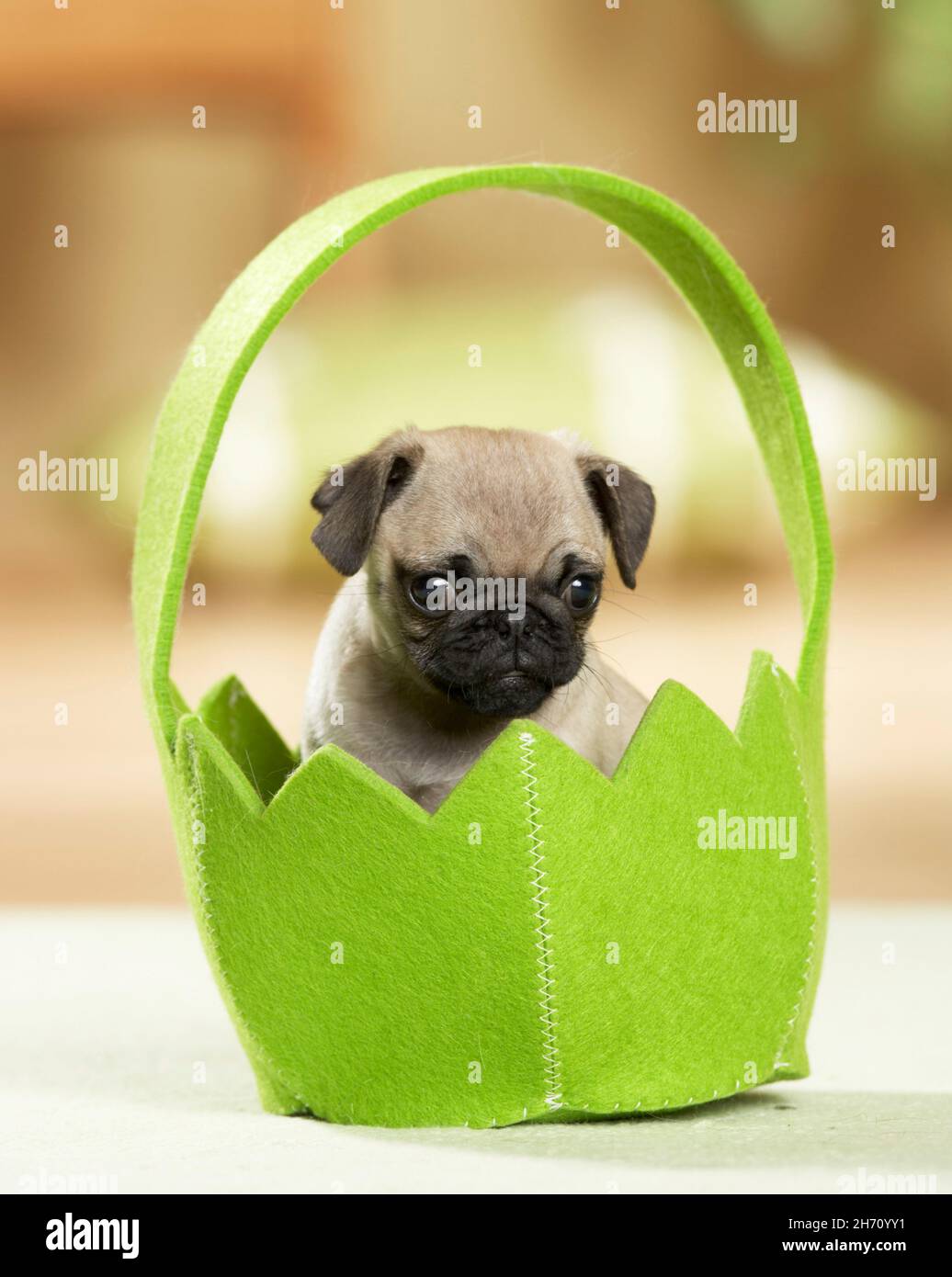 PUG. Un cucciolo in un cesto di feltro verde. Germania Foto Stock