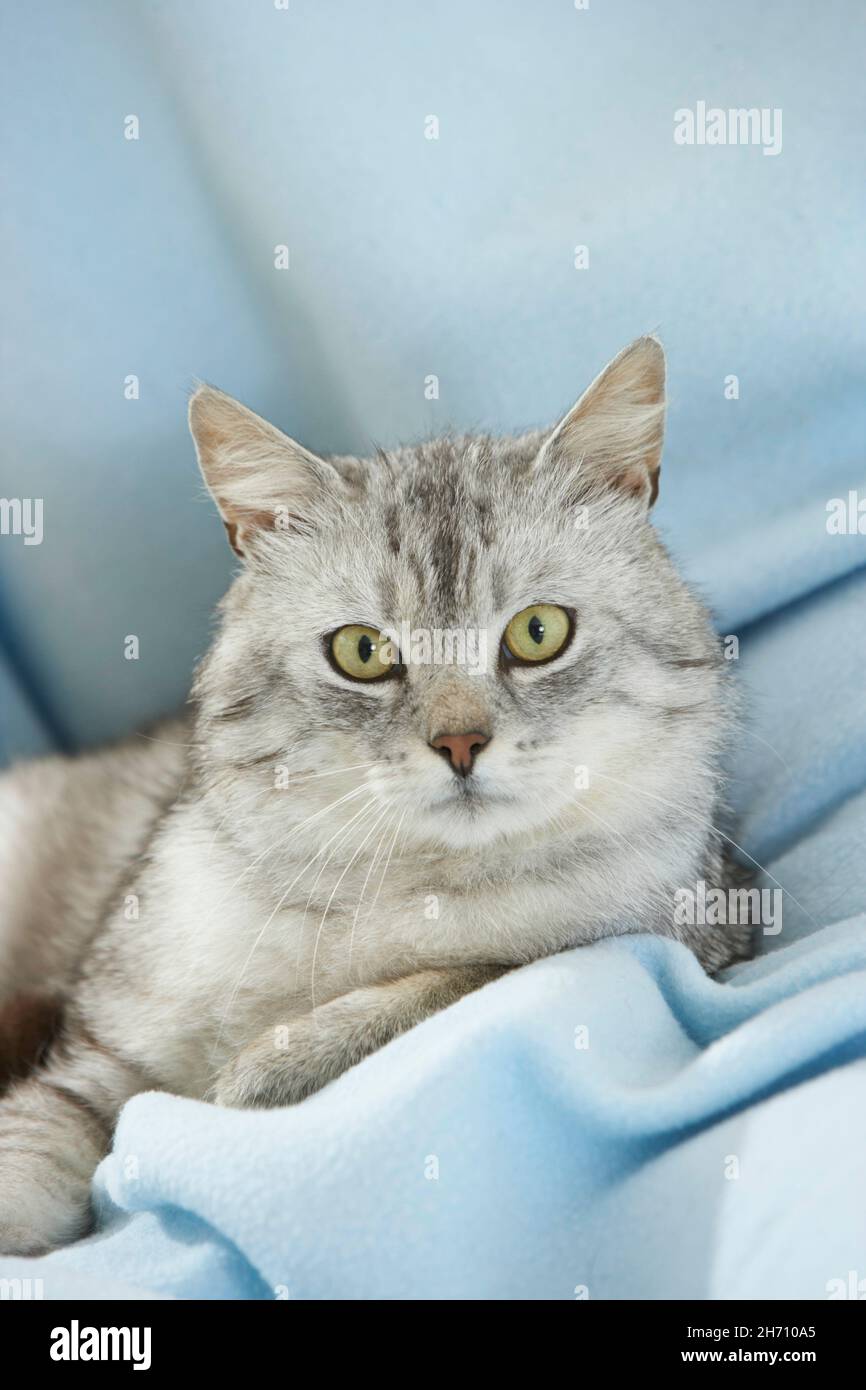Gatto domestico. Tabby adulto sdraiato su una coperta di colore azzurro. Germania Foto Stock