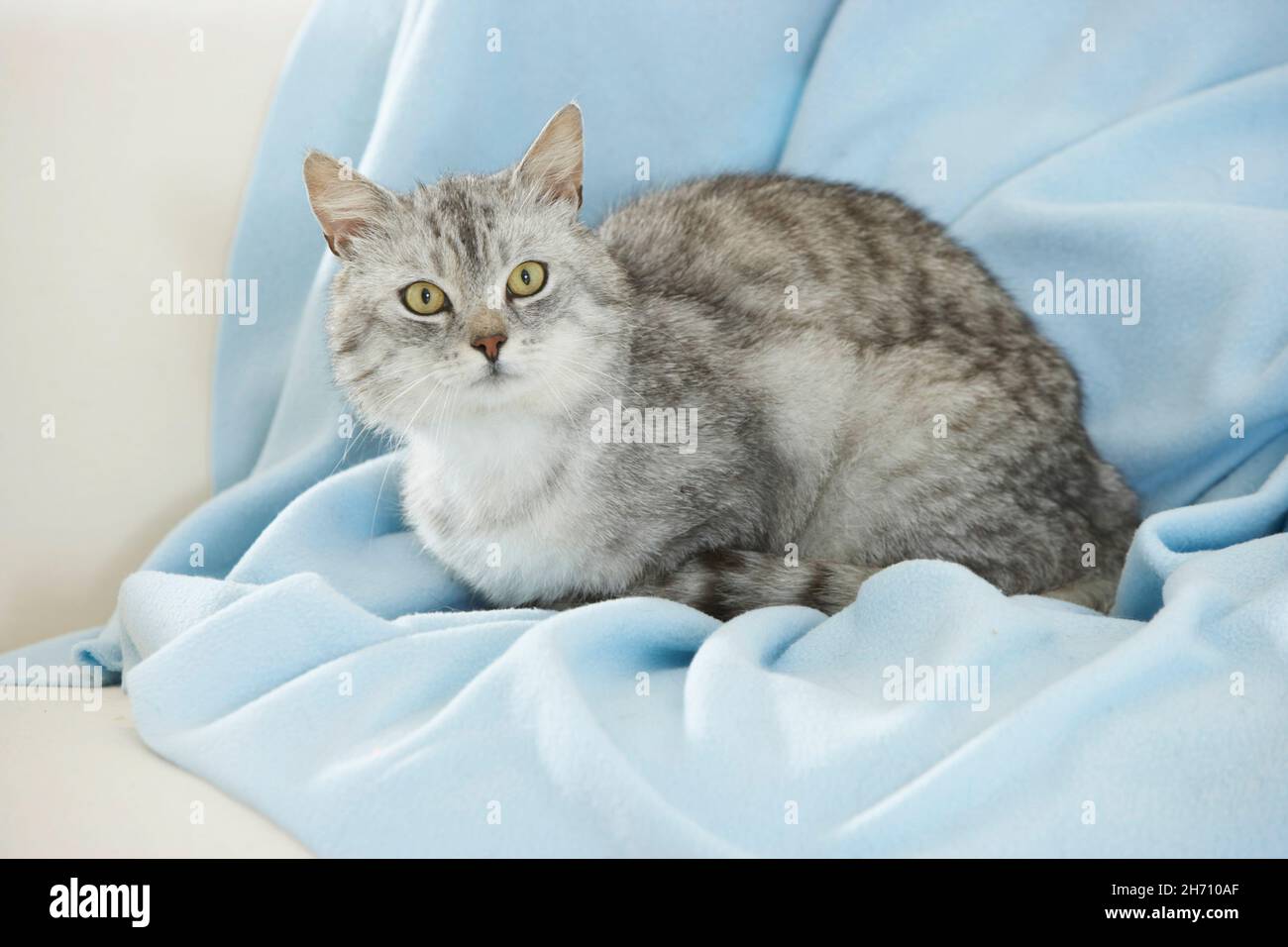 Gatto domestico. Tabby adulto su una coperta di colore azzurro. Germania Foto Stock